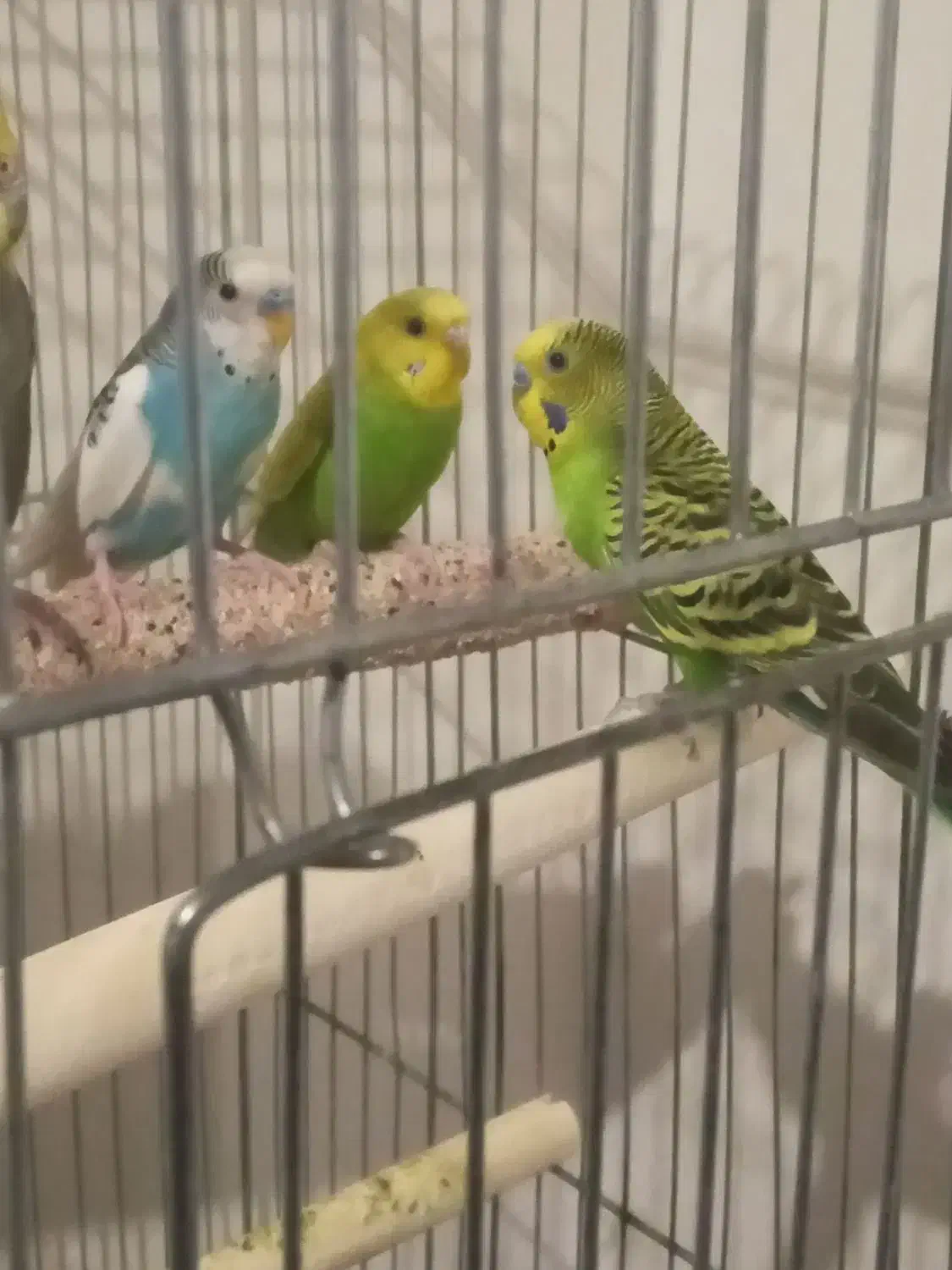 مرغ عشق|پرنده|آبادان, |دیوار