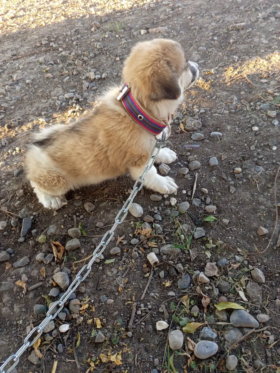 پاک‌وتا خانگی|سگ|سنگدوین, |دیوار