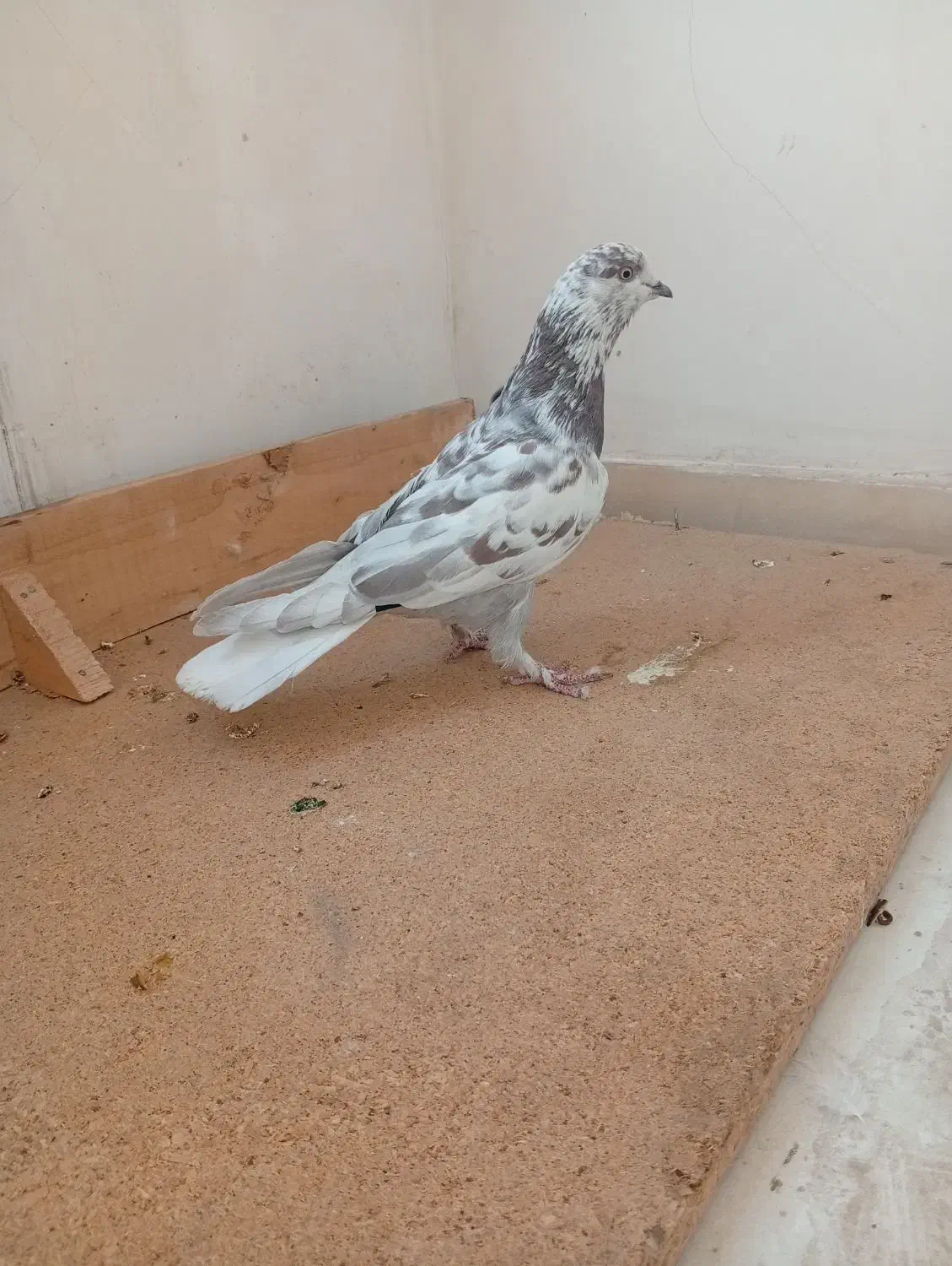 کفتر گرفتنی|پرنده|پاکدشت, پاکدشت (مامازند)|دیوار