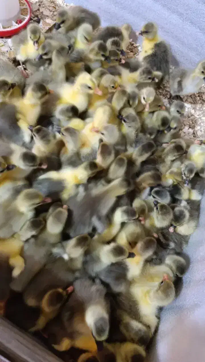 جوجه غاز محلی|حیوانات مزرعه|تهران, آذربایجان|دیوار