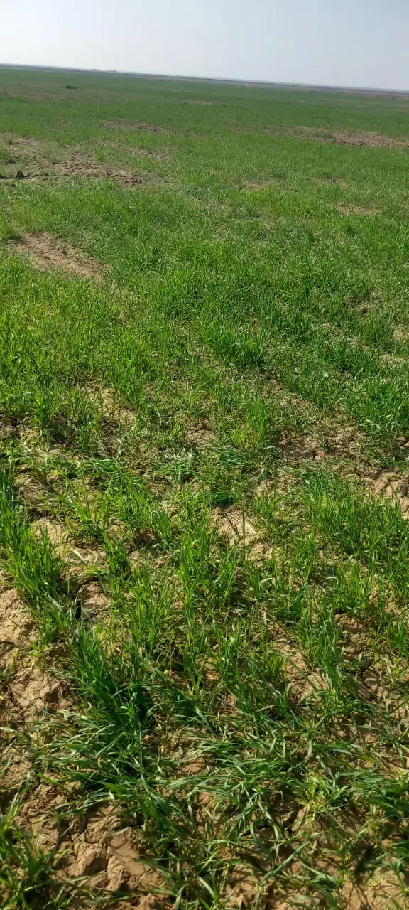 زمین زراعی استیجاری|اجارهٔ دفتر صنعتی، کشاورزی، تجاری|اهواز, غیزانیه|دیوار