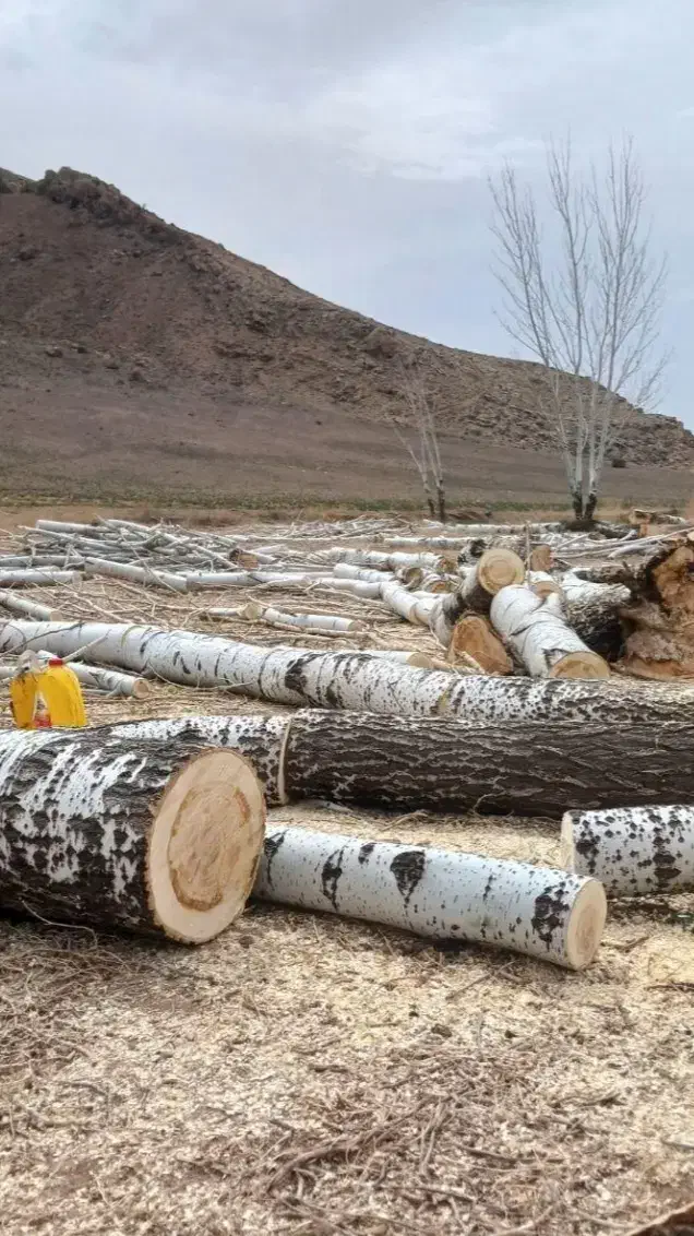 خرید انواع چوب قلمه و بید و گردو و..|خدمات باغبانی و درختکاری|چالدران, |دیوار
