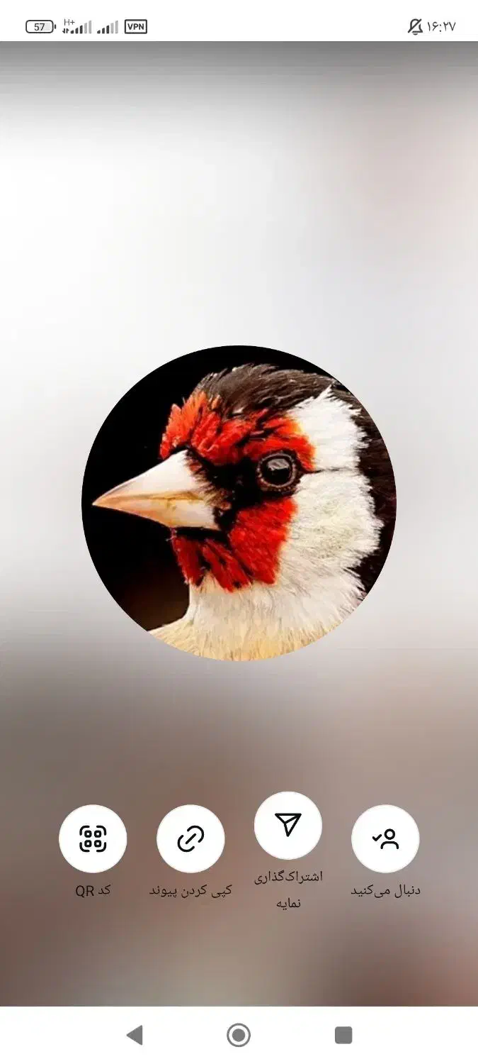 نوار سهره دهن لر|پرنده|پاکدشت, پاکدشت (مامازند)|دیوار