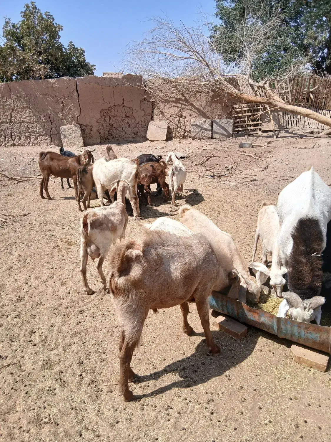 کره چپش ماده ونر کم سن و سال مال بز خودم|حیوانات مزرعه|میبد, |دیوار