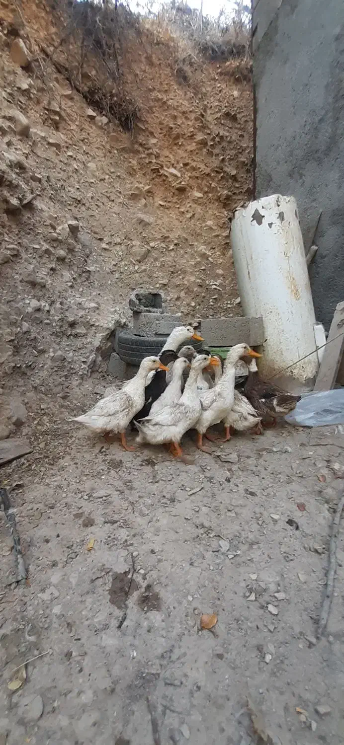 اردک|حیوانات مزرعه|کلاشی, |دیوار