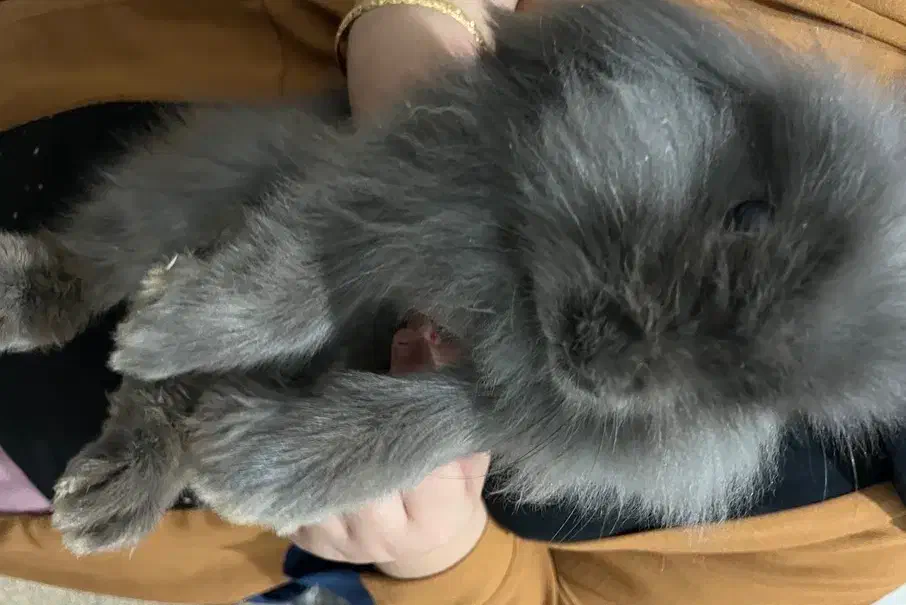 خرگوش لوپ اصل|موش و خرگوش|مهاباد (آذربایجان غربی), |دیوار