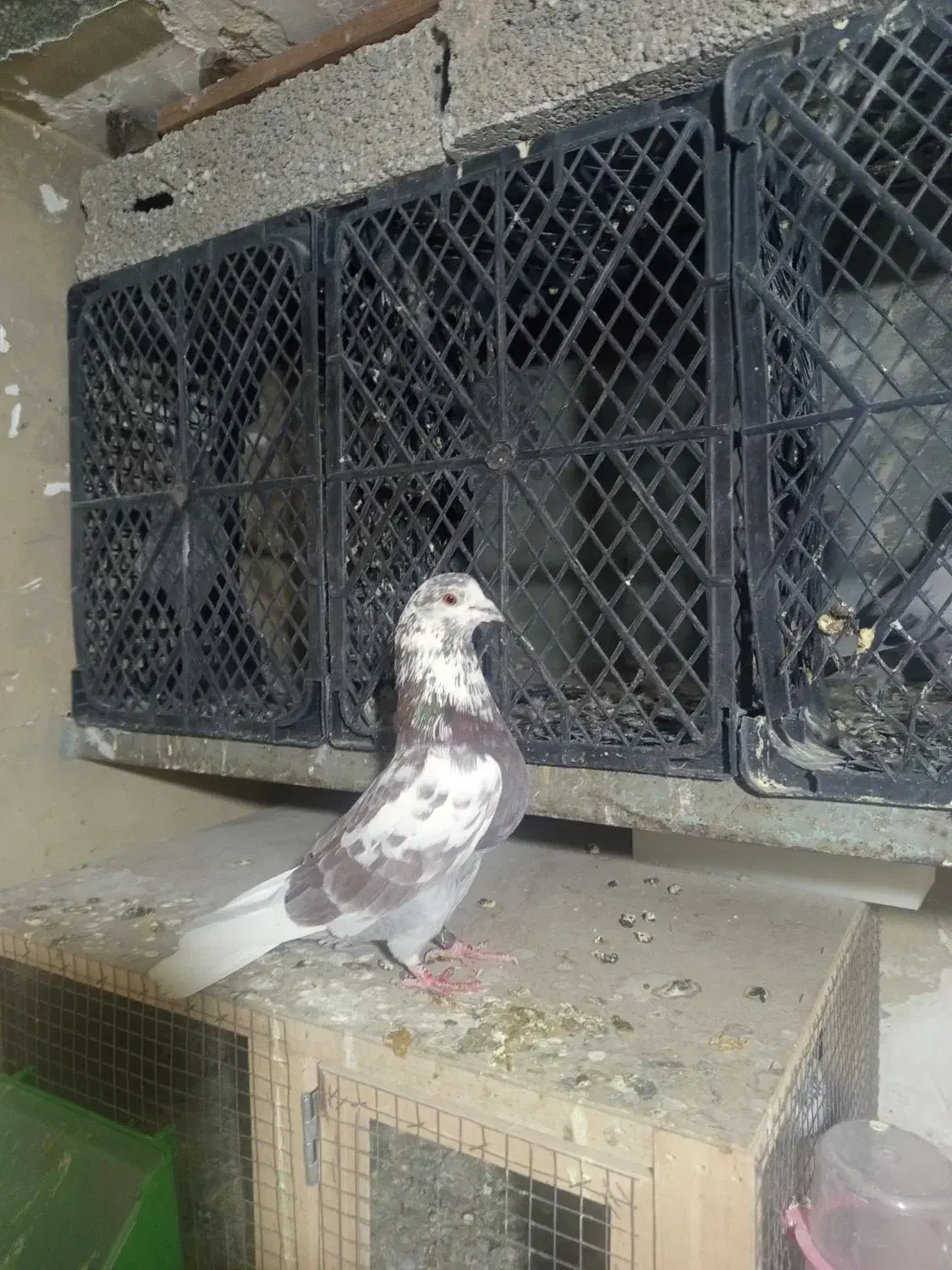 ی جفت گرگی استثنایی|پرنده|تهران, شهرک استقلال|دیوار