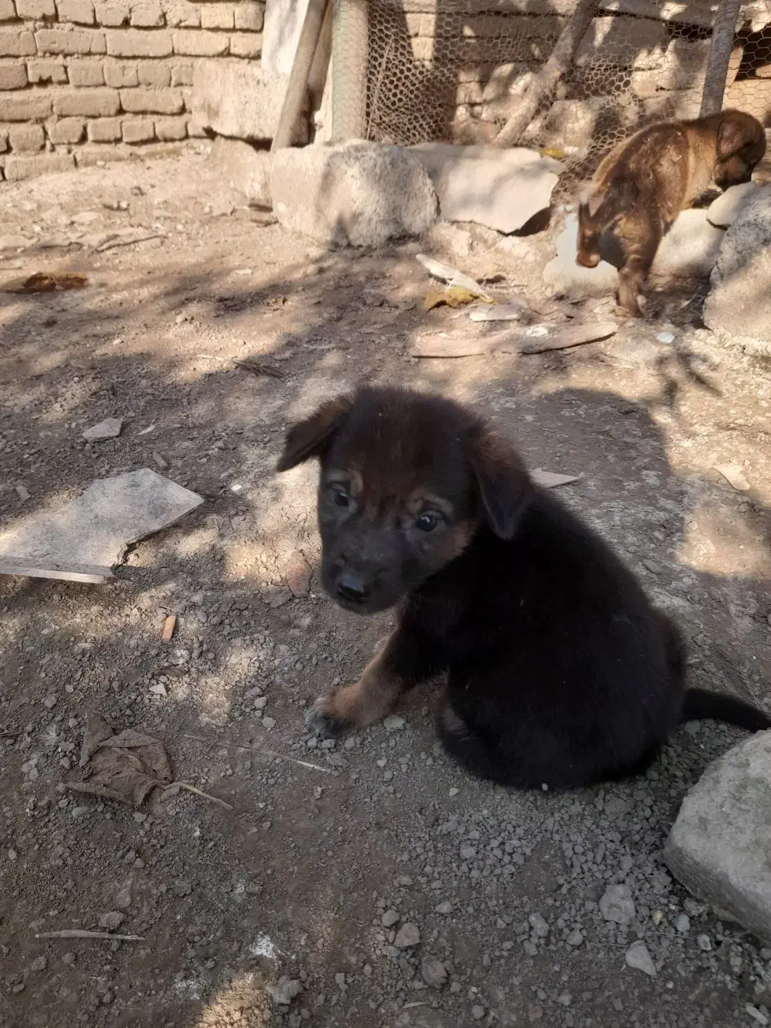 توله سگ|سگ|آکند, |دیوار