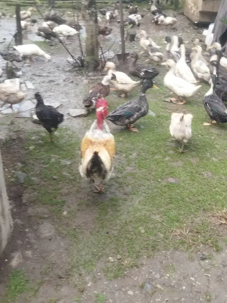 فروش کلی و تکی اردک محلی،پکنی،هوایی|حیوانات مزرعه|رودسر, |دیوار