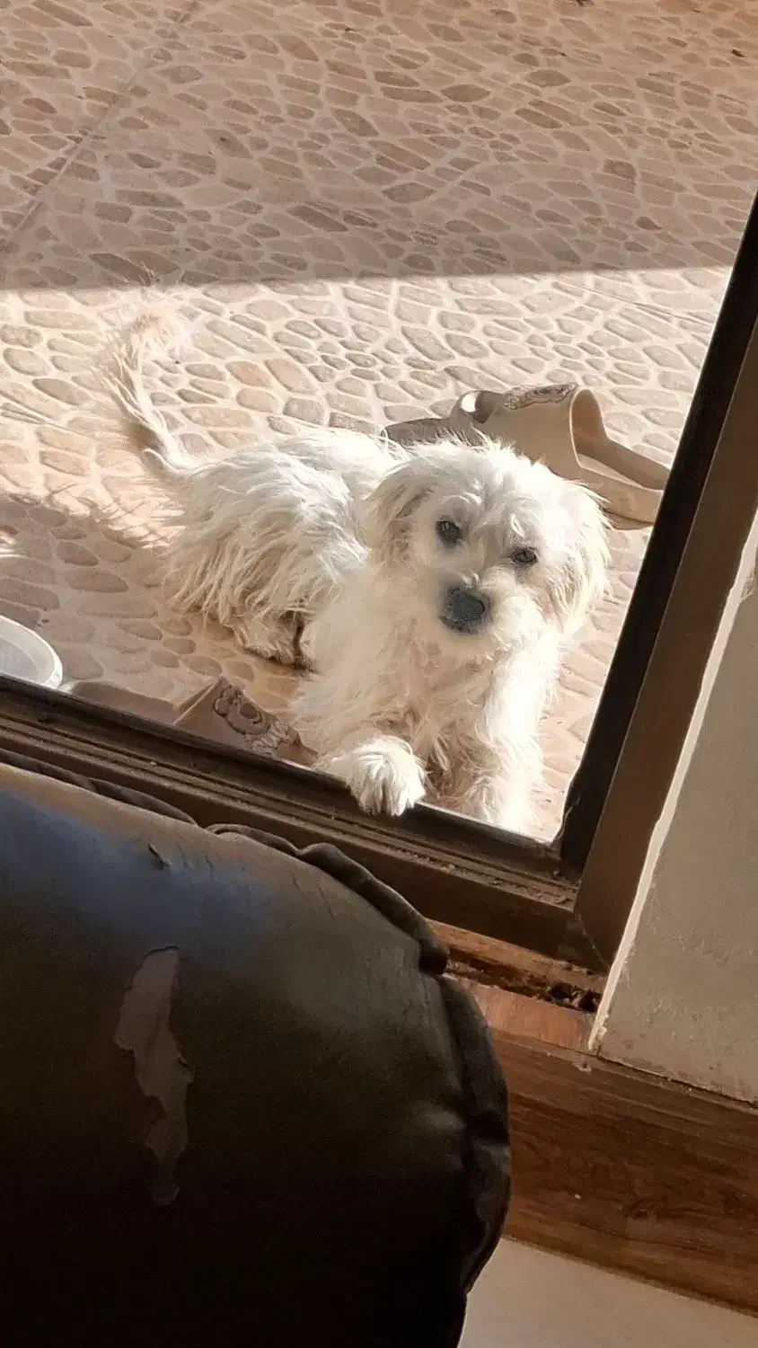 سگ شیتزو|سگ|شاهرود, |دیوار