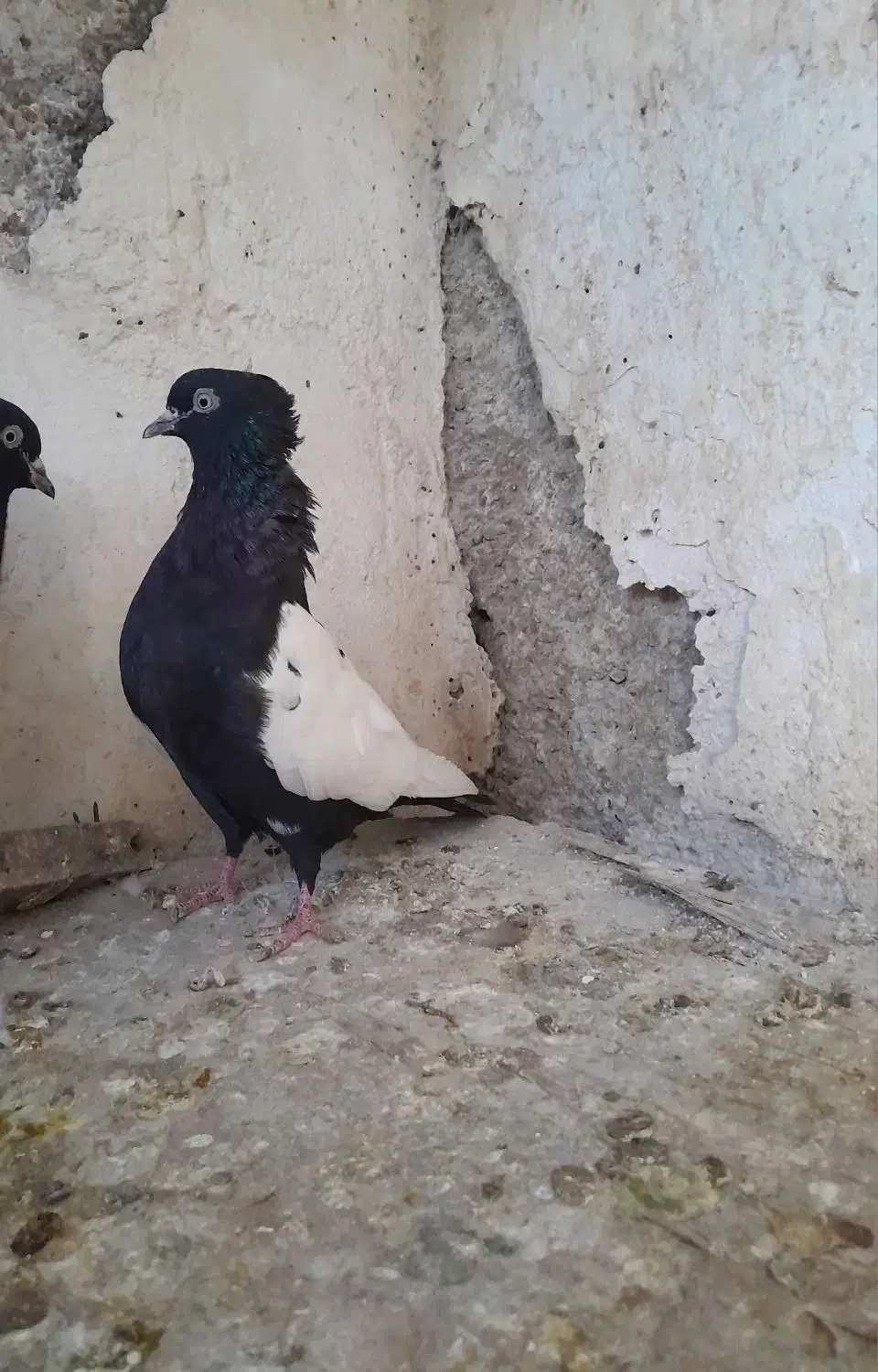 سینه سیاه|پرنده|بندر ماهشهر, |دیوار