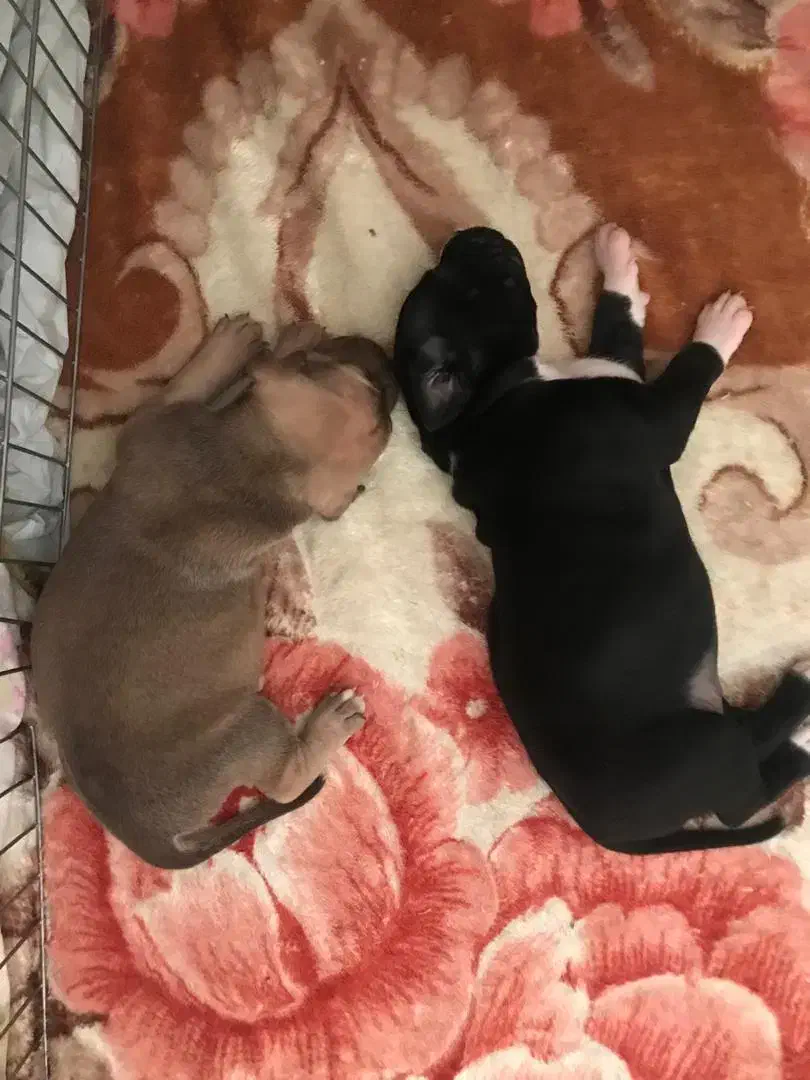 توله سگ پیتبول|سگ|نوشهر, |دیوار