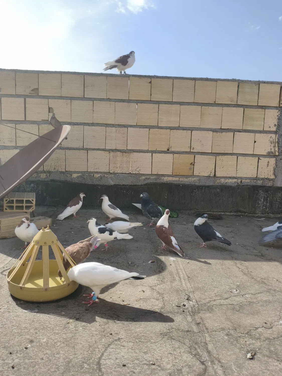 کبوتر|پرنده|مشهد, حضرت حجت|دیوار