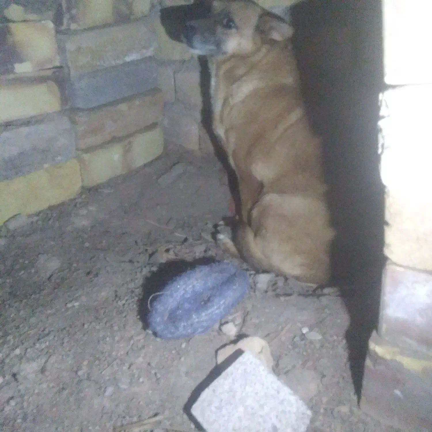 سگ احلی|سگ|تایباد, |دیوار