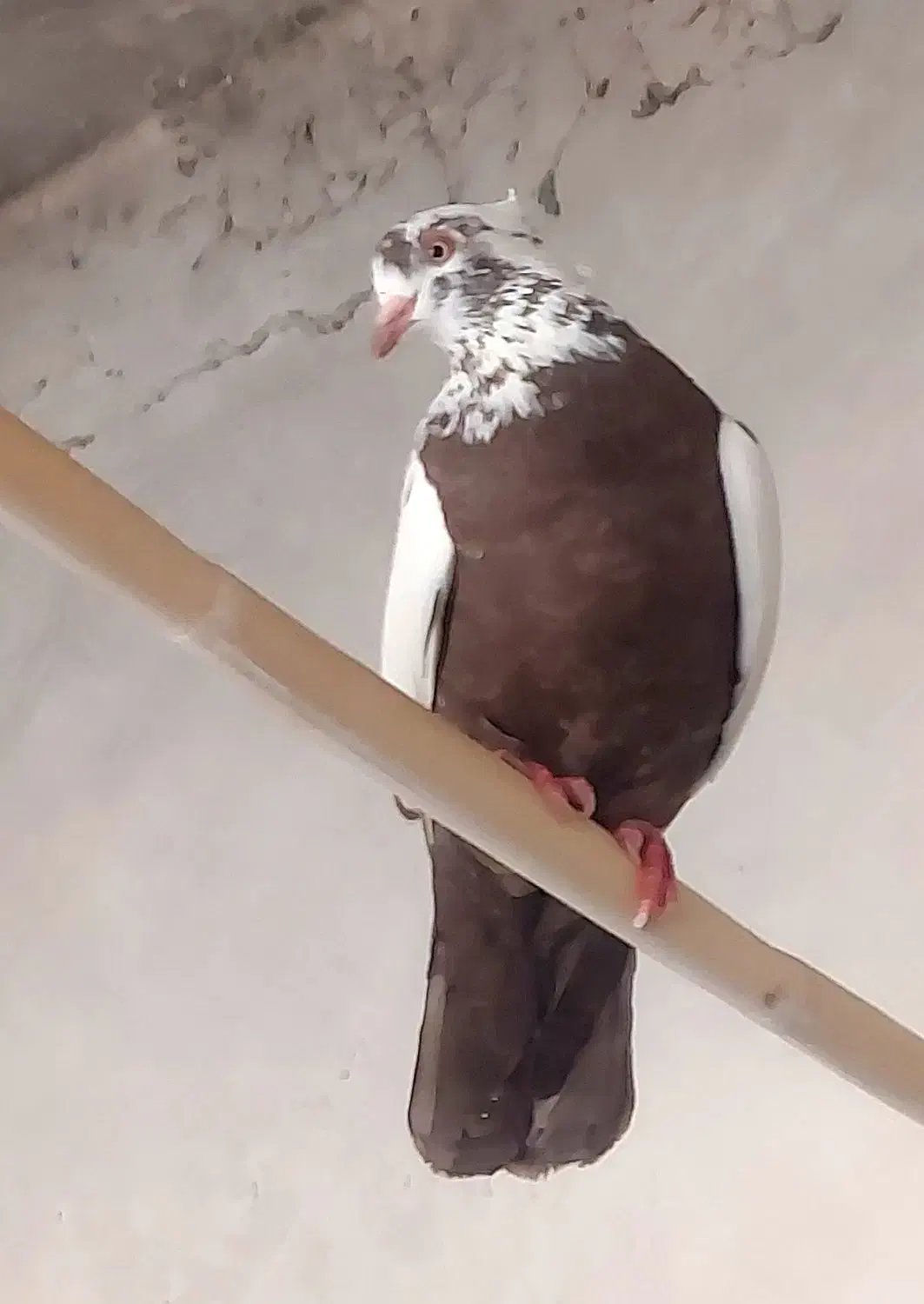 ماده دمبی|پرنده|اهواز, زیتون کارمندی|دیوار