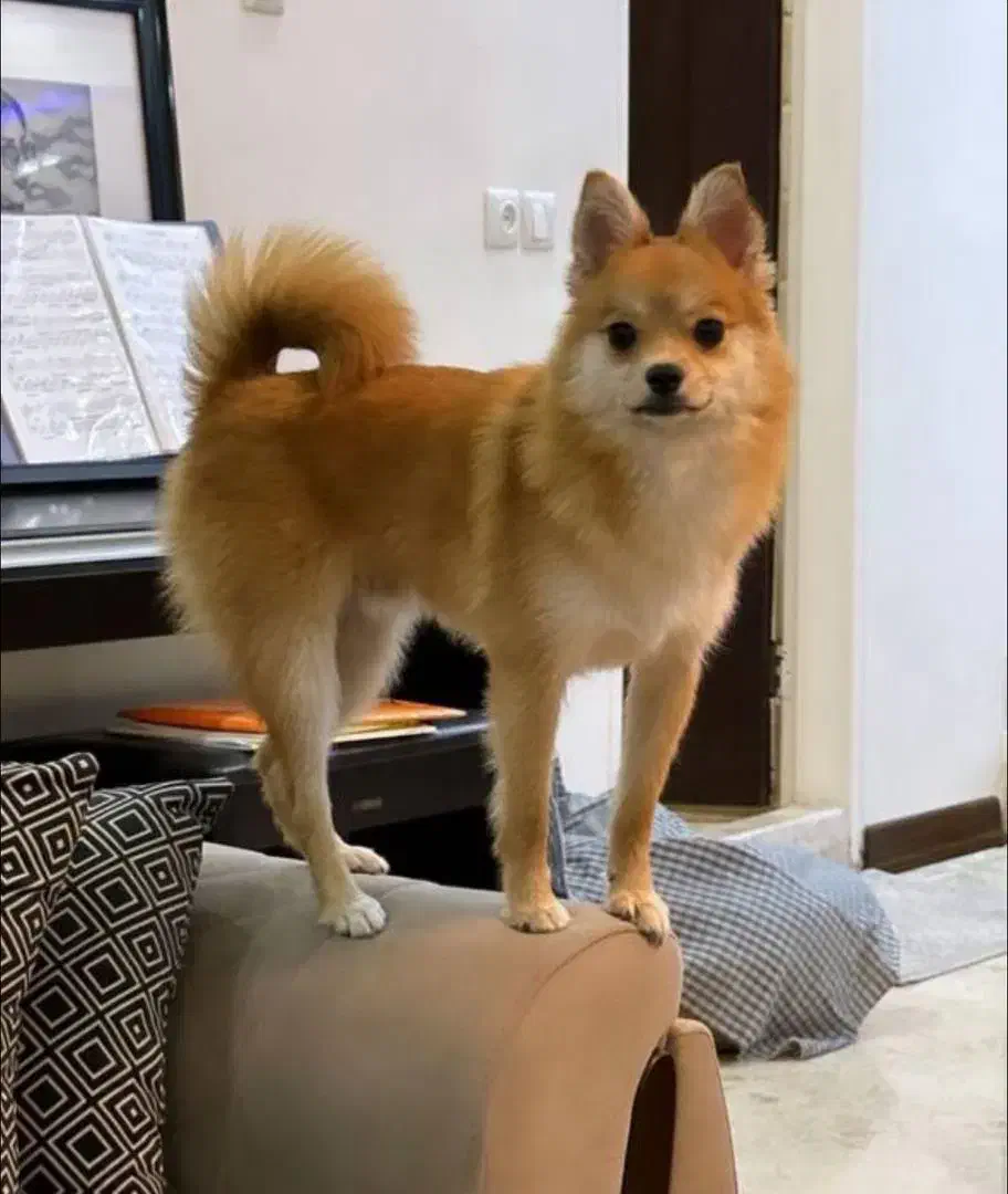 واگذاری یک قلاده سگ|سگ|تهران, نیروی هوایی (پیروزی)|دیوار