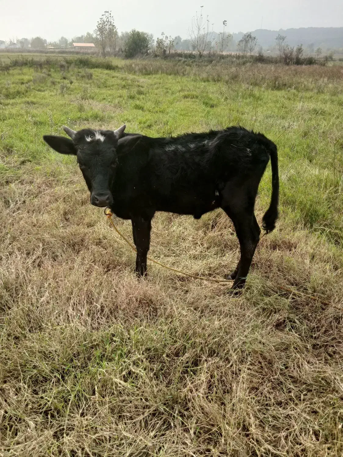 ورزا کوله|حیوانات مزرعه|سنگر, |دیوار