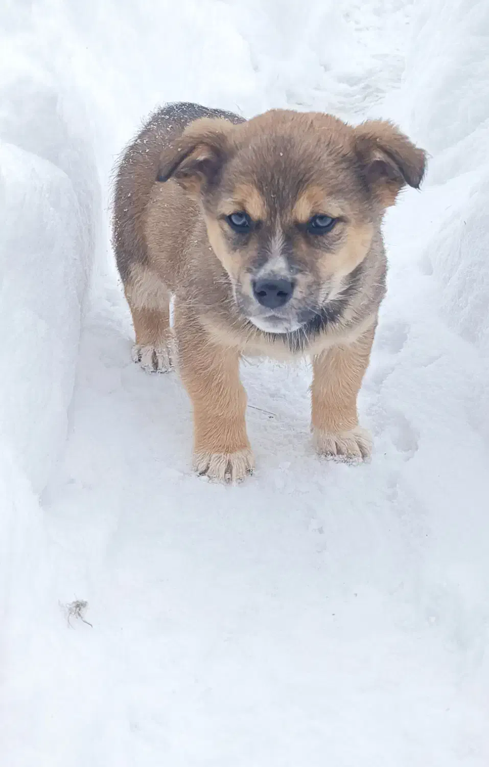 پاکوتاه فروشی|سگ|مراغه, |دیوار