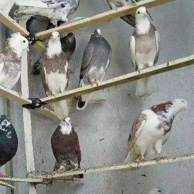 کفتر پرشی کبوتر اسمان|پرنده|اسلامشهر, شهرک مفیدی|دیوار