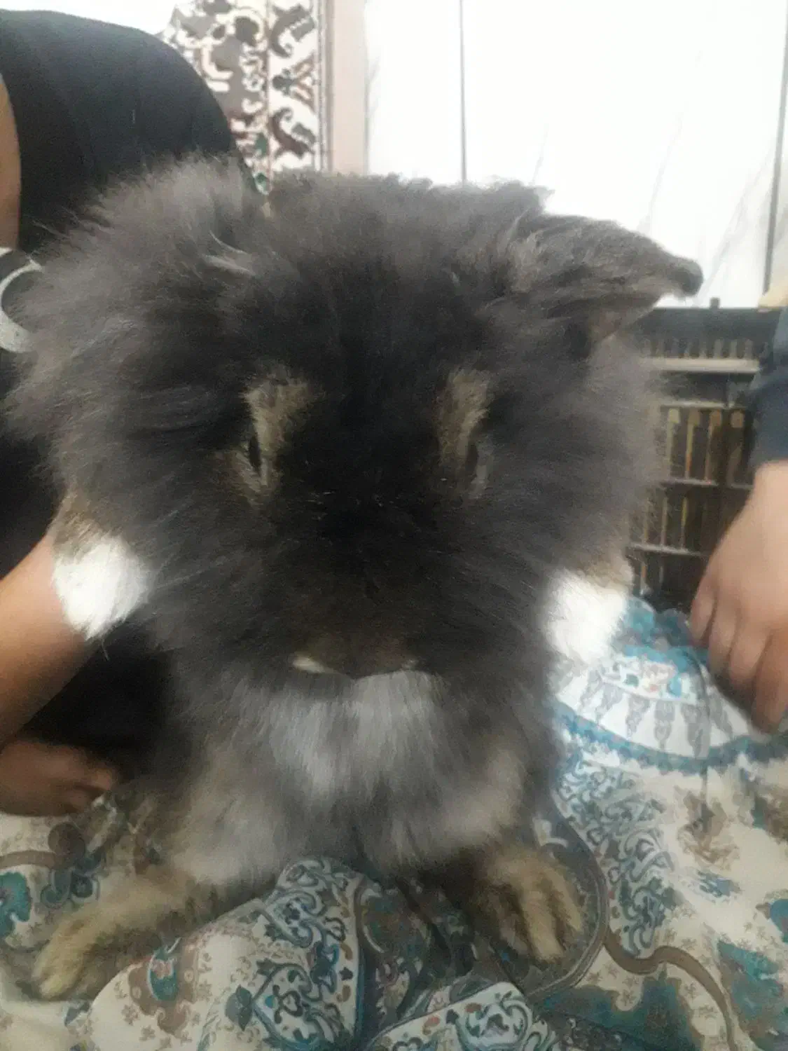 خرگوش‌لپی|موش و خرگوش|بیرجند, |دیوار