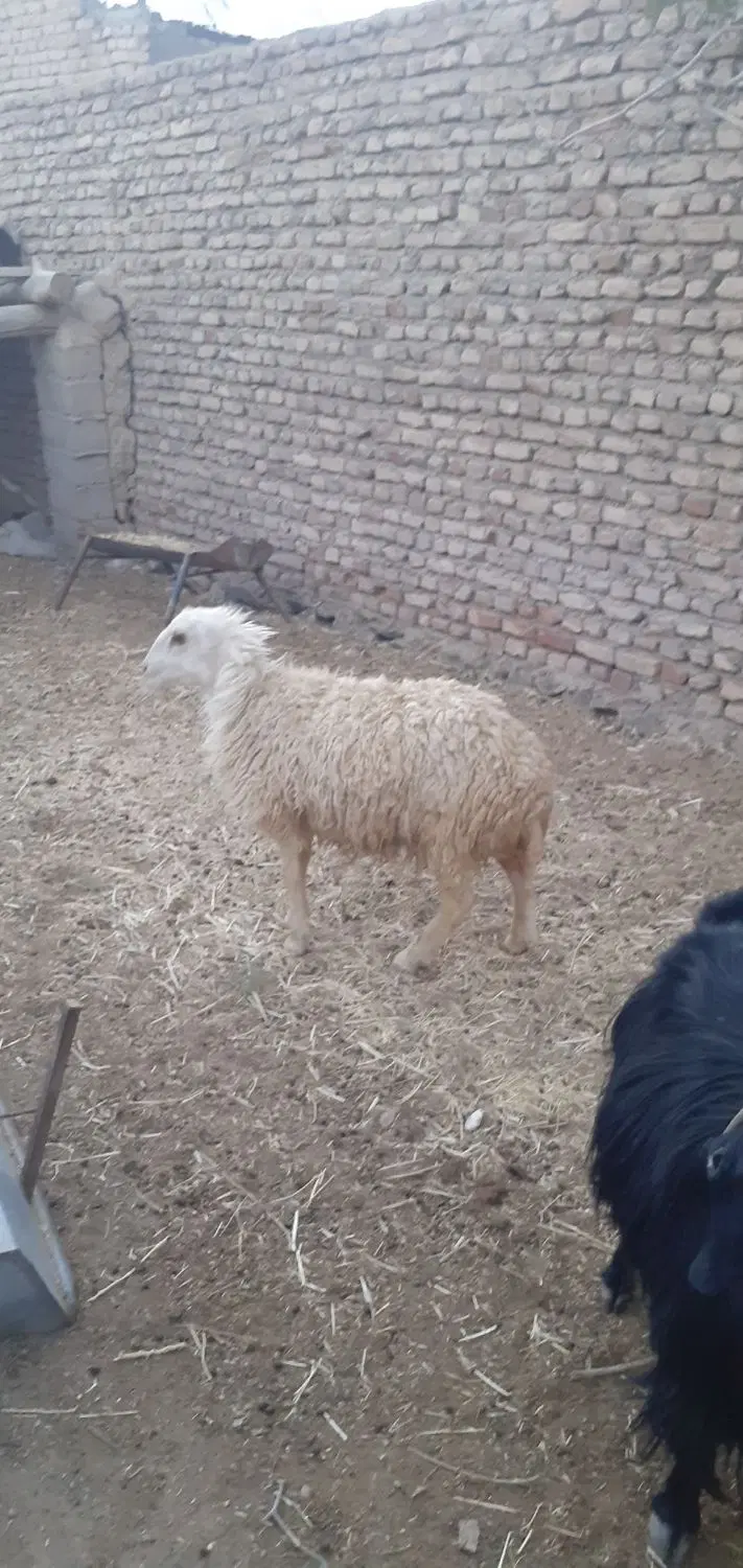 بره ماده|حیوانات مزرعه|گزیک, |دیوار