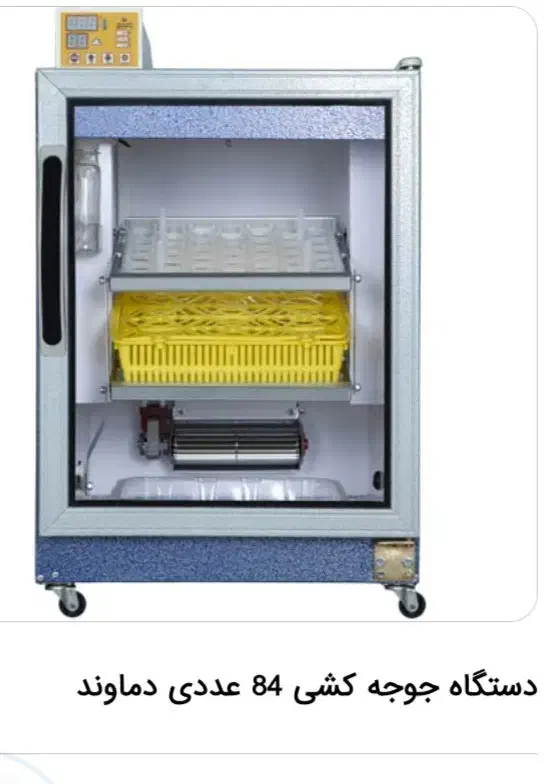 جوجه|حیوانات مزرعه|شوط, |دیوار