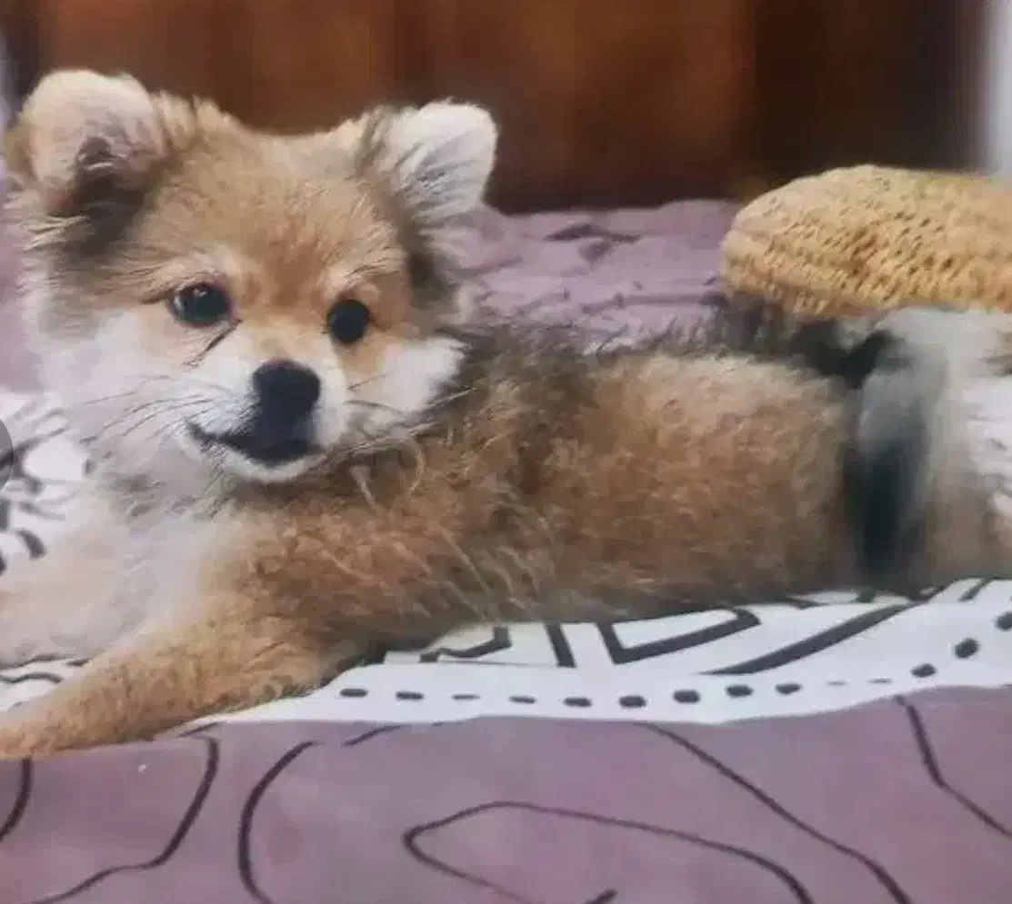 سگ پامر|حیوانات|بندرعباس, |دیوار