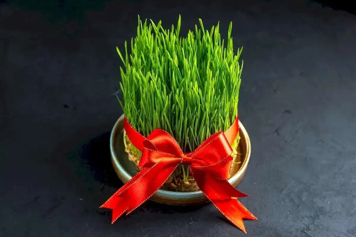 سبزه|گل و گیاه طبیعی|یزد, |دیوار