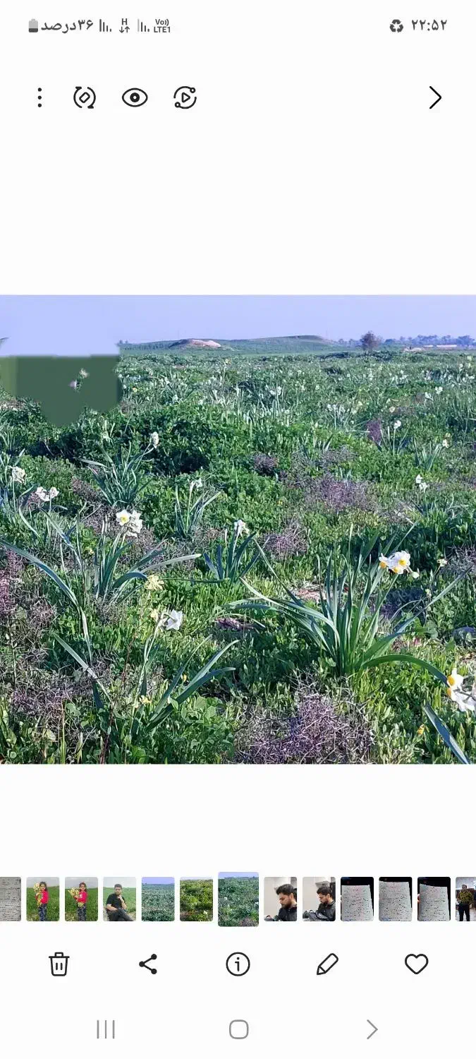 گل نرگس پیاز امسال|خدمات باغبانی و درختکاری|بهبهان, |دیوار