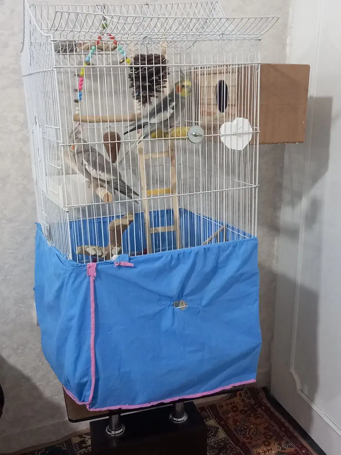 عروس هلندی دو عدد با دوتا قفس دو میلیون میلیون|پرنده|کرج, حصارک پایین|دیوار