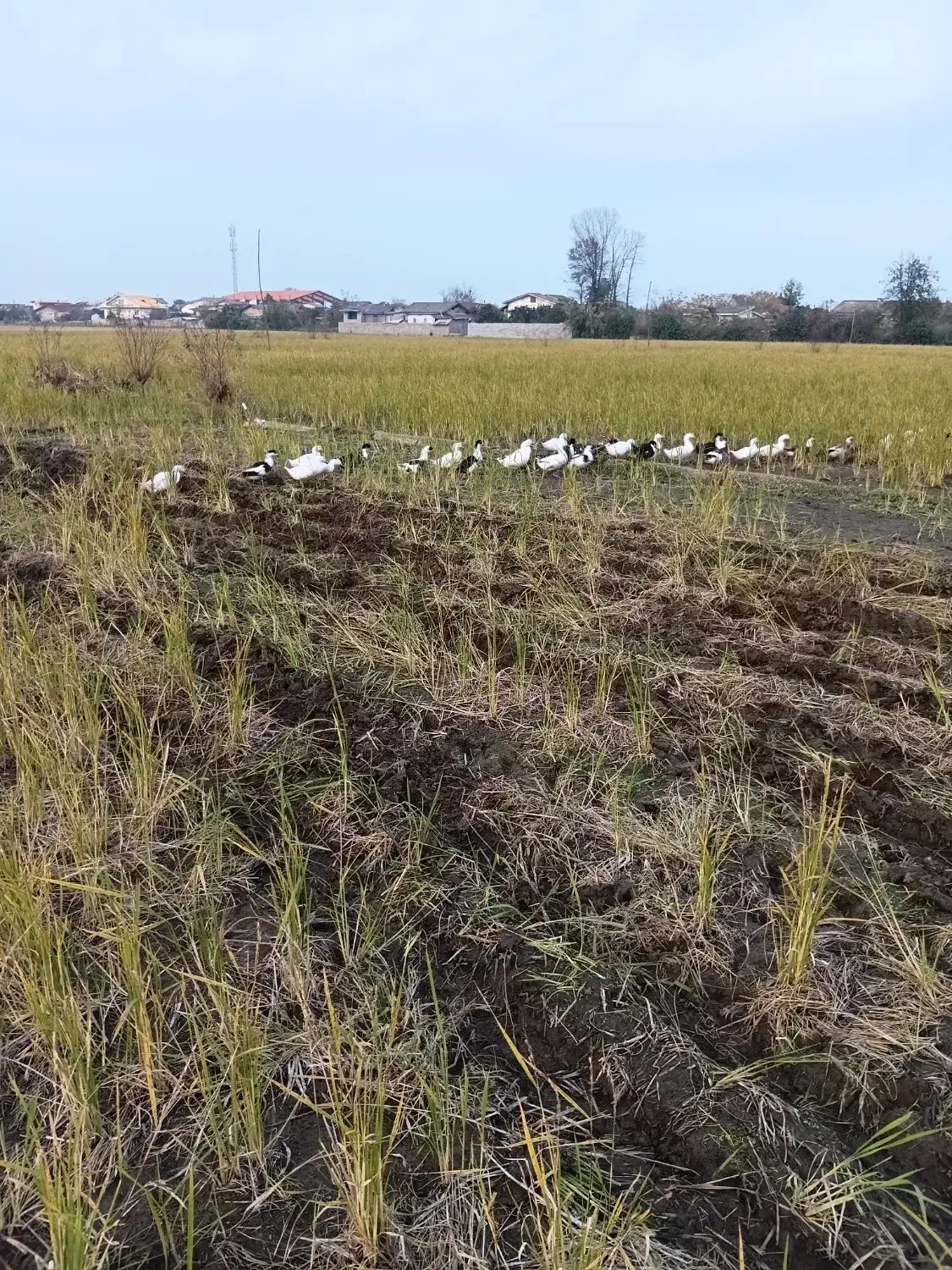 اردک پکنی|حیوانات مزرعه|رودسر, |دیوار