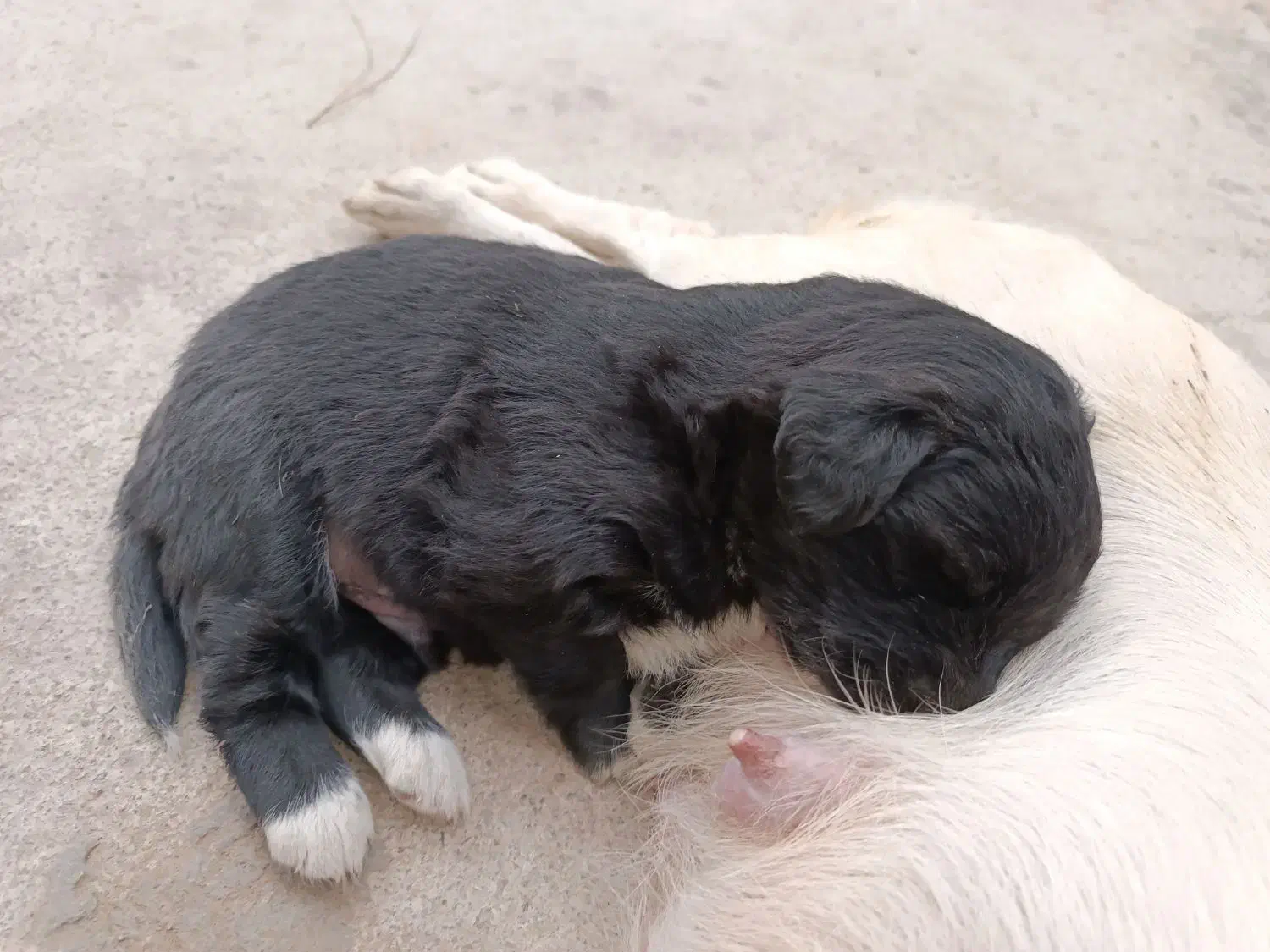 فروش توله 2ماهه پامر اشپیتز|سگ|یزد, |دیوار