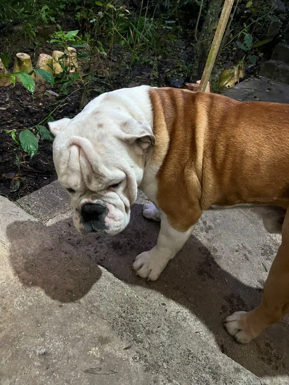 سگ انگیش بولداگ نر جهت جفت گیری|سگ|ساری, |دیوار