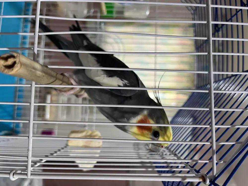 عروس هلندی|پرنده|مینودشت, |دیوار