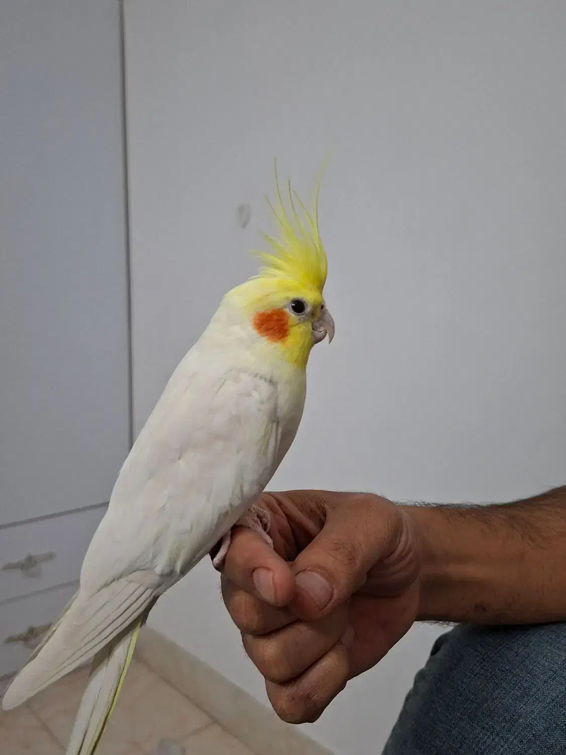 عروس هلندی نر و ماده لوتینو|پرنده|ساوه, |دیوار