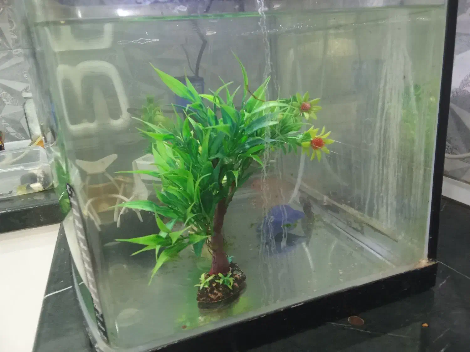 آکواریوم شرکتی|ماهی|کرج, شاهینویلا|دیوار