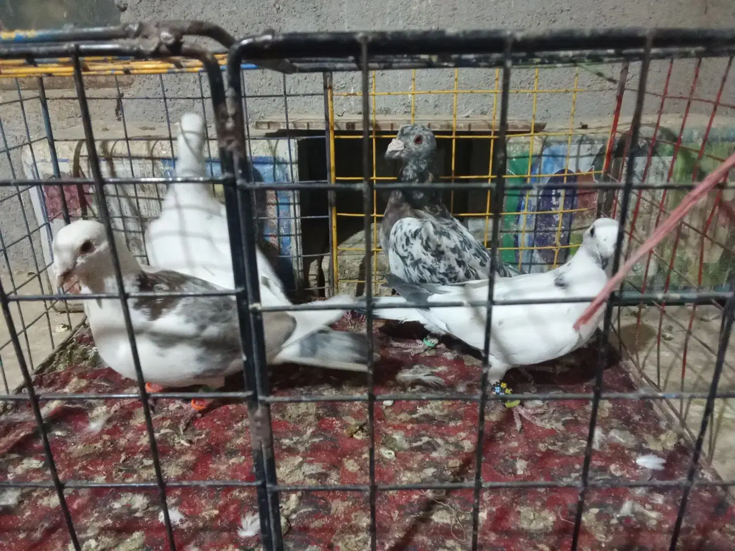 کبوتر|پرنده|نیشابور, شهید بهشتی|دیوار