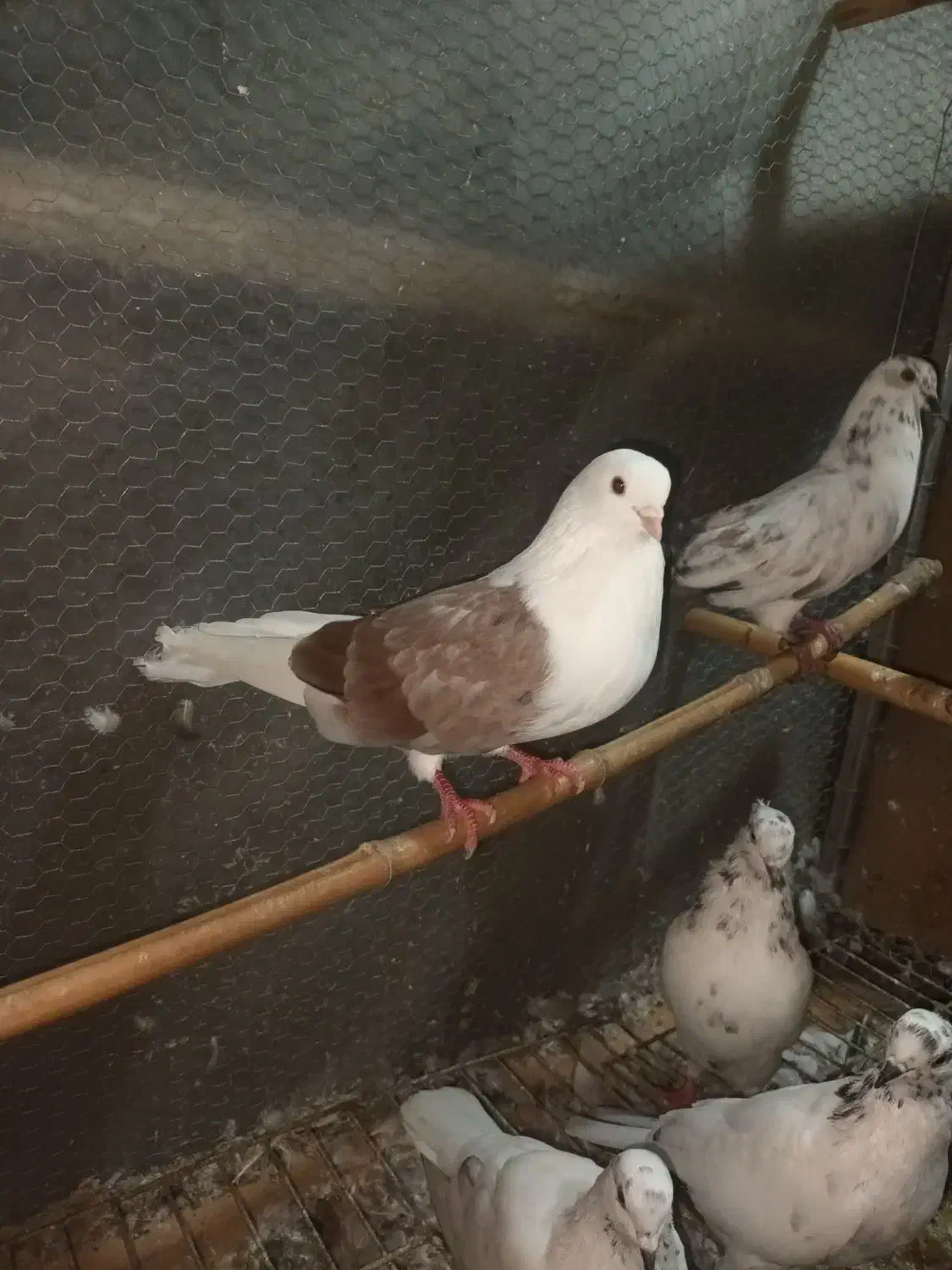 فروش تعدادی کبوتر پرشی|پرنده|خرمآباد (تنکابن), |دیوار