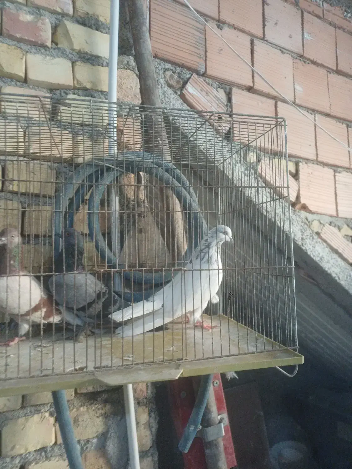 کبوتر|پرنده|گرگان, |دیوار