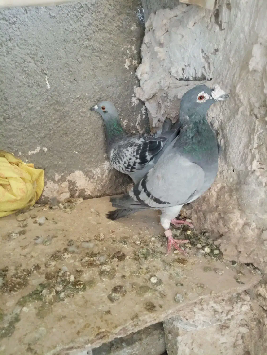 کبوتر|پرنده|تربت‌حیدریه, جانبازان|دیوار