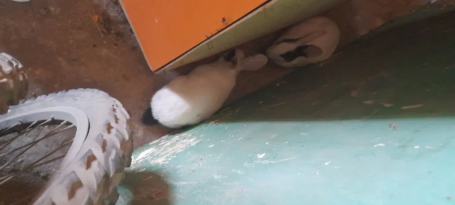 خرگوش|موش و خرگوش|بهبهان, |دیوار