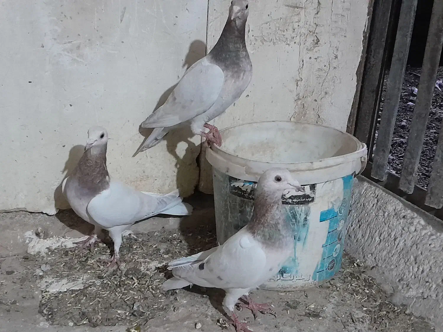 ونروی مسافتی،سارکله همانسل قزوینی،سارکرمونی پرخال|پرنده|ملکآباد, |دیوار