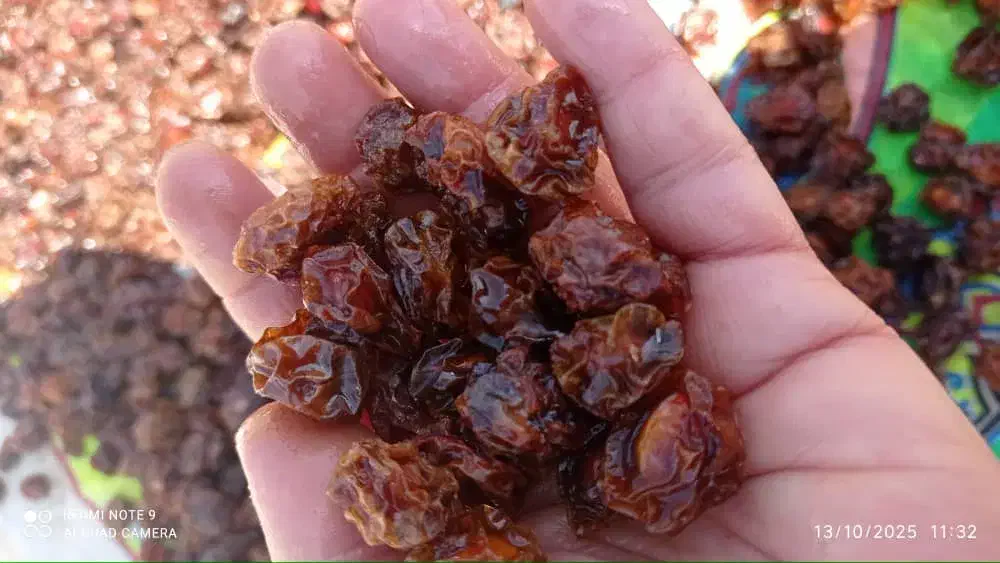 فروش آلو خشک درجه یک|خوردنی و آشامیدنی|شیراز, کوشک میدان|دیوار