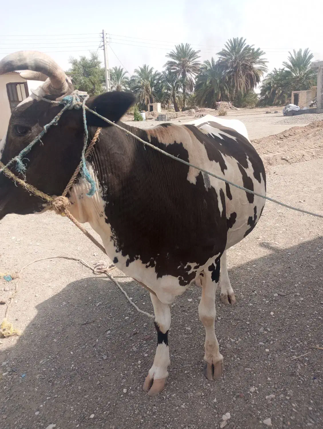 گاو اسراعیلی فروشی|حیوانات مزرعه|چاه داد خدا, |دیوار