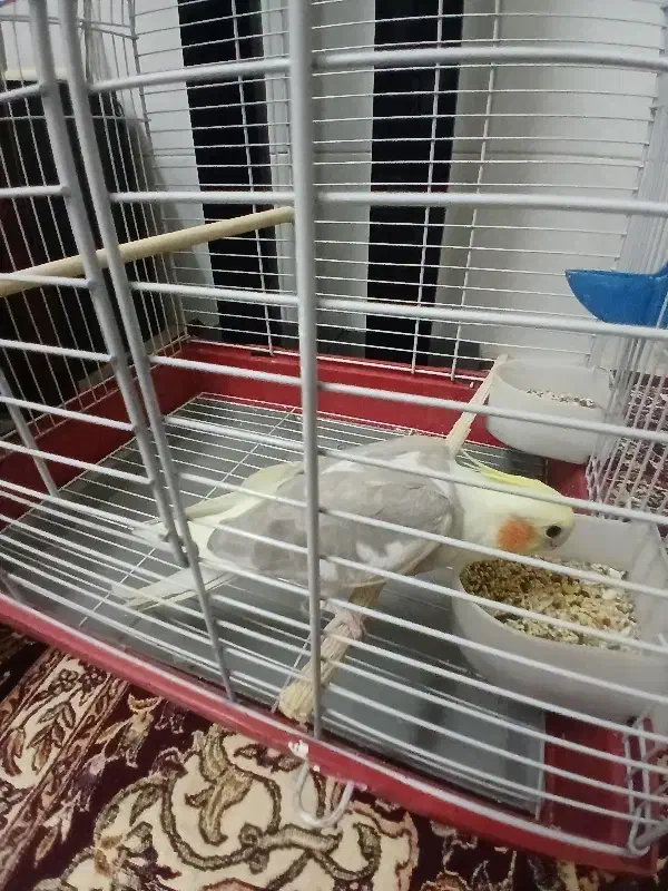 عروس هلندی ۸ ماهه دستی و آروم با قفس و لوازم|پرنده|قم, ناصردیوان|دیوار