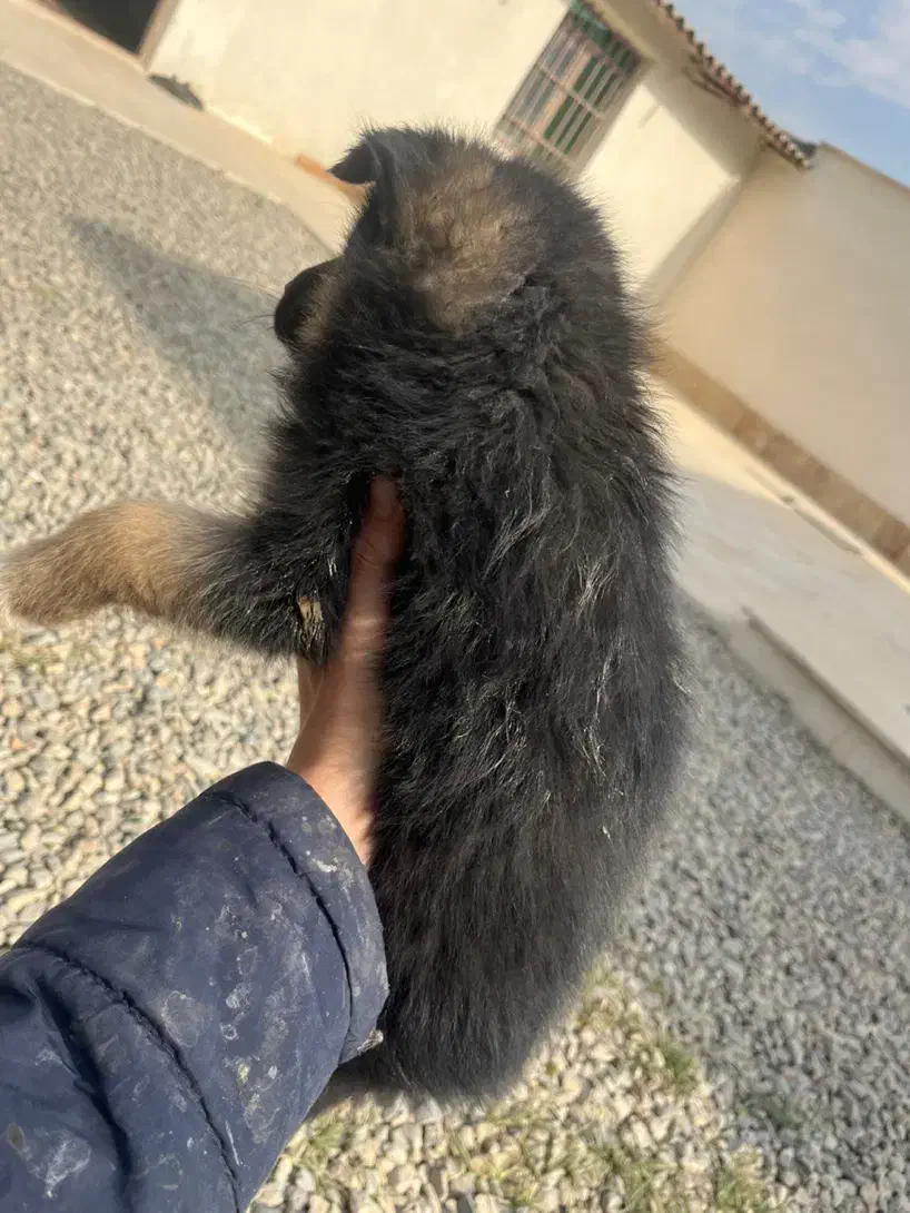 توله ژرمن|سگ|کرج, ملکآباد|دیوار