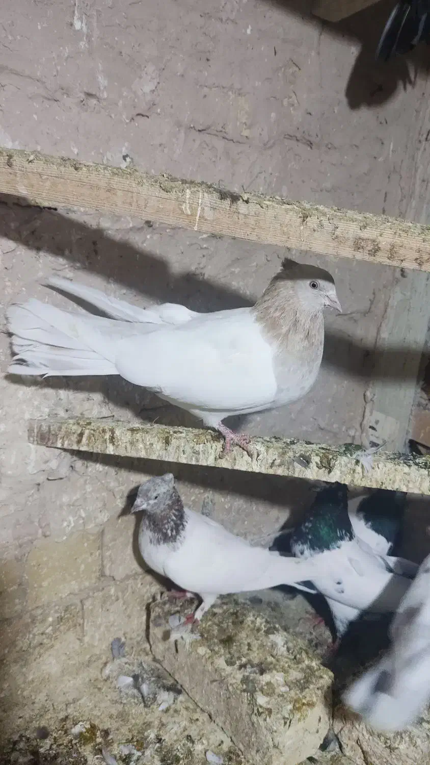 ماده کله زرد درشت|پرنده|قم, شهرک امام حسین|دیوار