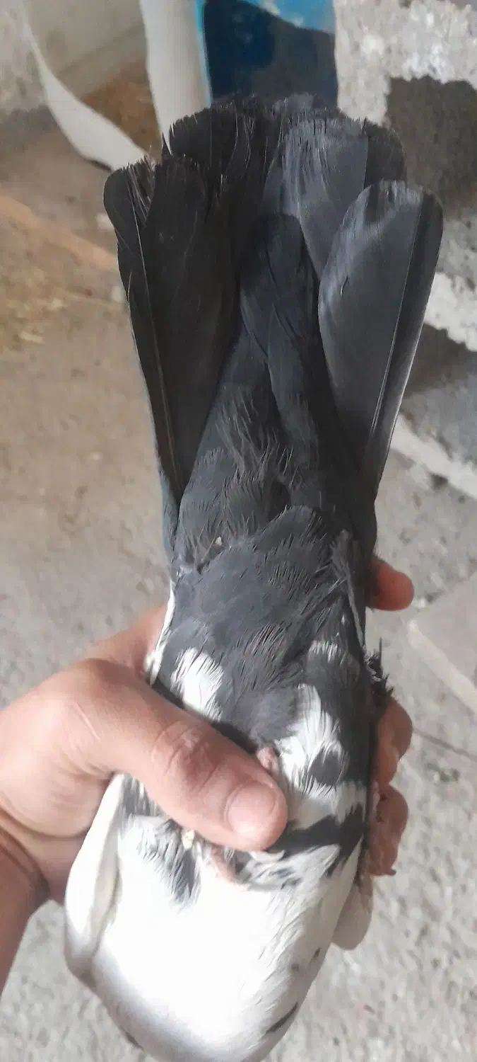 دم شلواری سیاه|پرنده|بهبهان, |دیوار