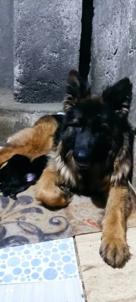 ژرمن شپرد ماده شکم پر ، فیلم جفت گیری|سگ|کرج, فاز ۱ مهرشهر|دیوار