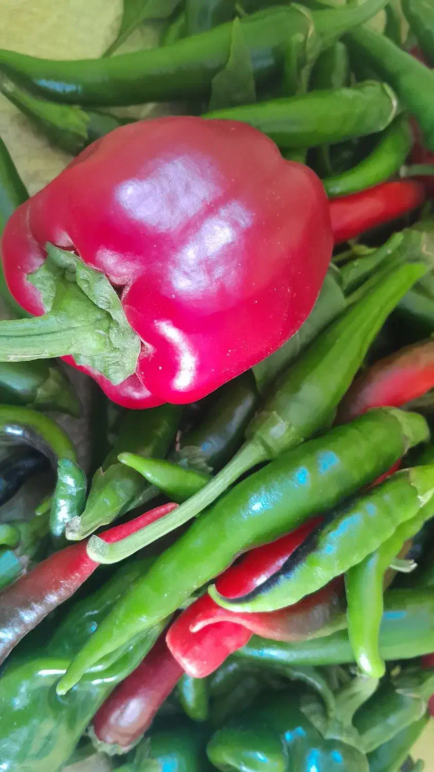 فلفل ترد و تازه .کیلویی ۴۰ هزار|خوردنی و آشامیدنی|عجب شیر, |دیوار